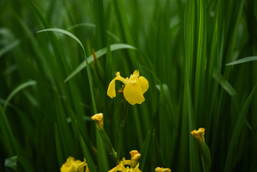 黄菖蒲