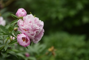 芍药花