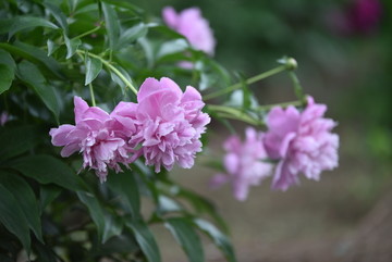 芍药花