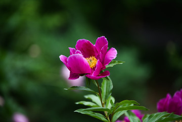 芍药花