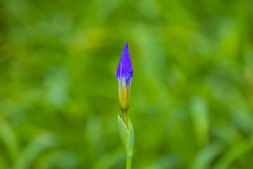 鸢尾花