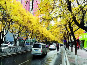 郑州市区 秋景