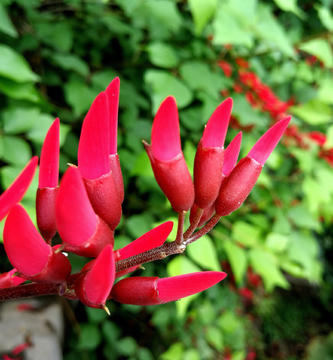 龙牙花