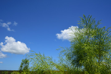 白云 天空 蓝天 树