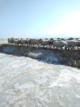 行走在冰上的羊群
