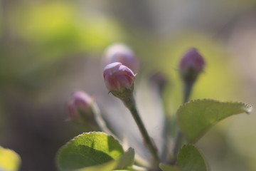 苹果花