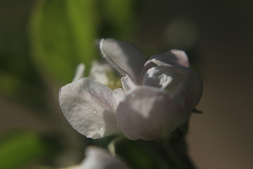 苹果花