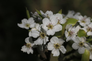 梨花