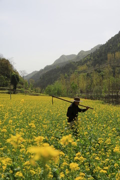 田野