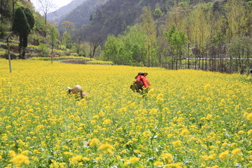 油菜花