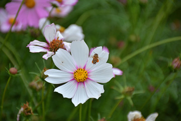 波斯菊