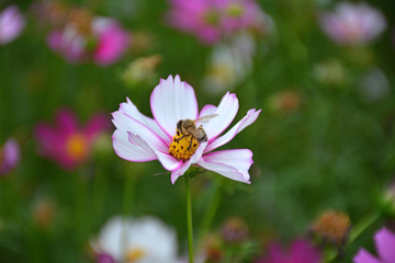 波斯菊