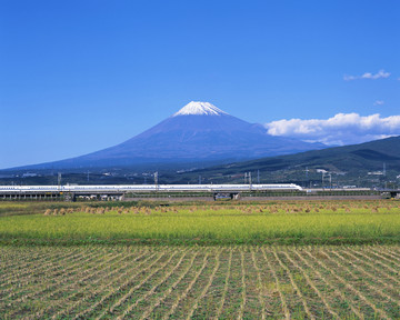 水稻种植 稻田 富士山 水稻