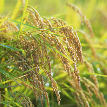 水稻种植 稻田 富士山 水稻