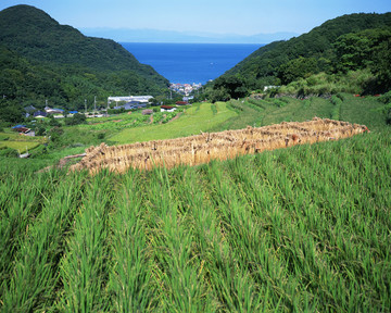 水稻种植 稻田 富士山 水稻