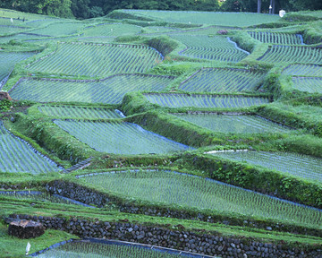 风景 四季 日本 田野 樱花