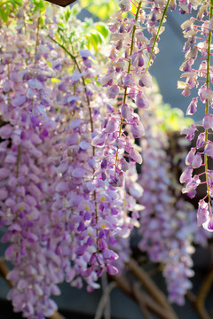 紫藤花 植物 园林 绿化 花卉
