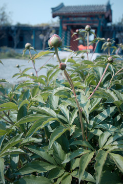 牡丹花 植物 园林 绿化 花卉