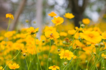 波斯菊