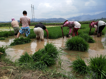水稻  遮放贡米  稻谷