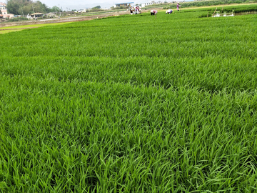 水稻    稻谷  秧田