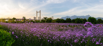 福州花海公园