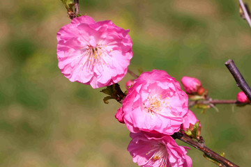 梅花盛开