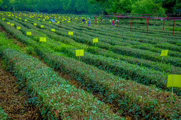 茶园 茶山 龙井茶