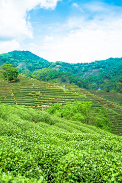 茶园 茶山 龙井茶