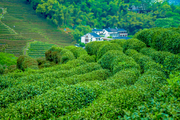 茶园 茶山 龙井茶