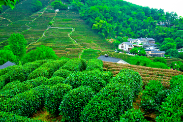 龙井茶基地