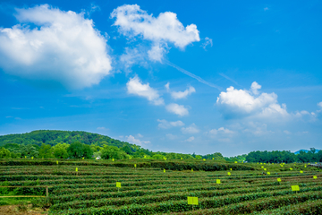 龙井茶基地