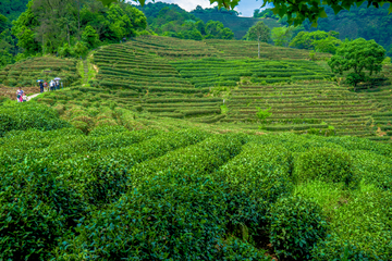 茶园素材