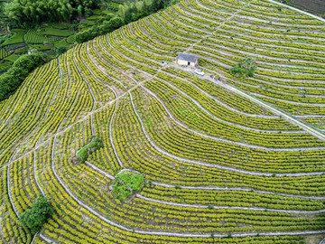 黄金茶基地