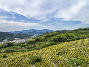 黄金茶基地