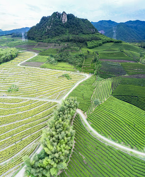 黄金茶基地