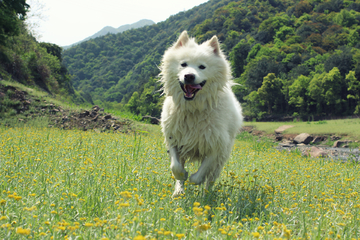 狗狗 萨摩耶犬