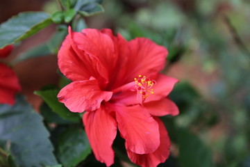 花朵 朱槿 扶桑 花蕊 植物