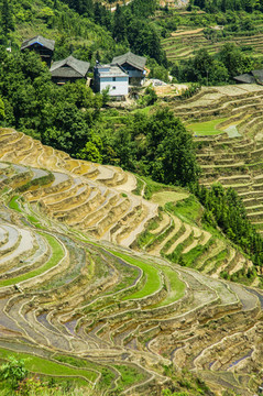 梯田风光