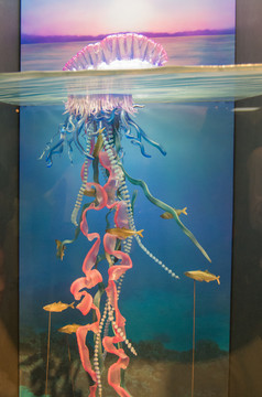 水母模型
