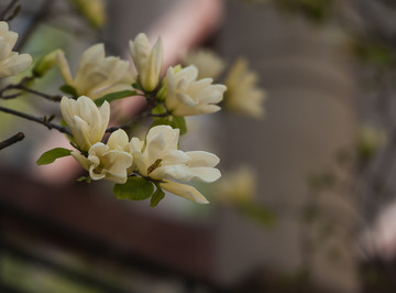 玉兰花 花卉小景