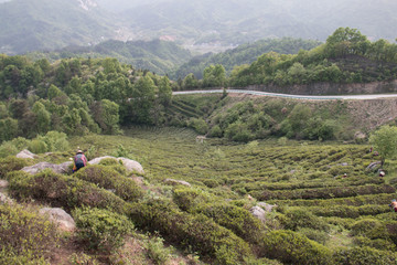 高山茶园