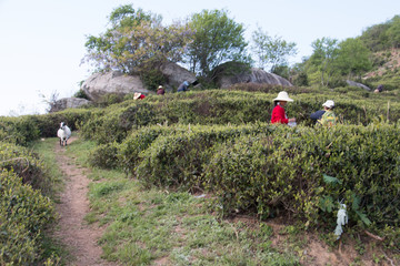 高山茶园