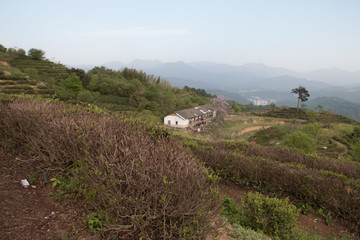 高山茶园