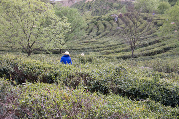 高山采茶