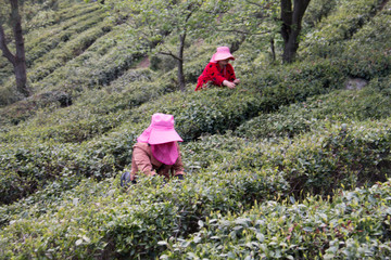 高山采茶