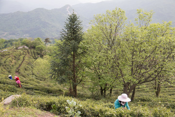 高山采茶