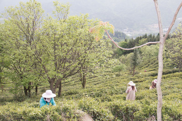 高山采茶