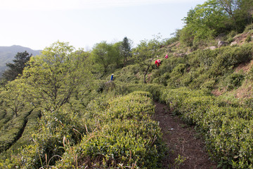 高山茶园