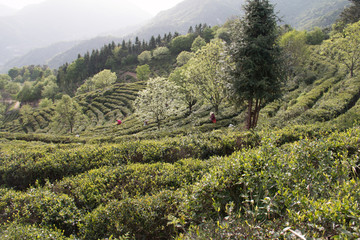 高山茶园